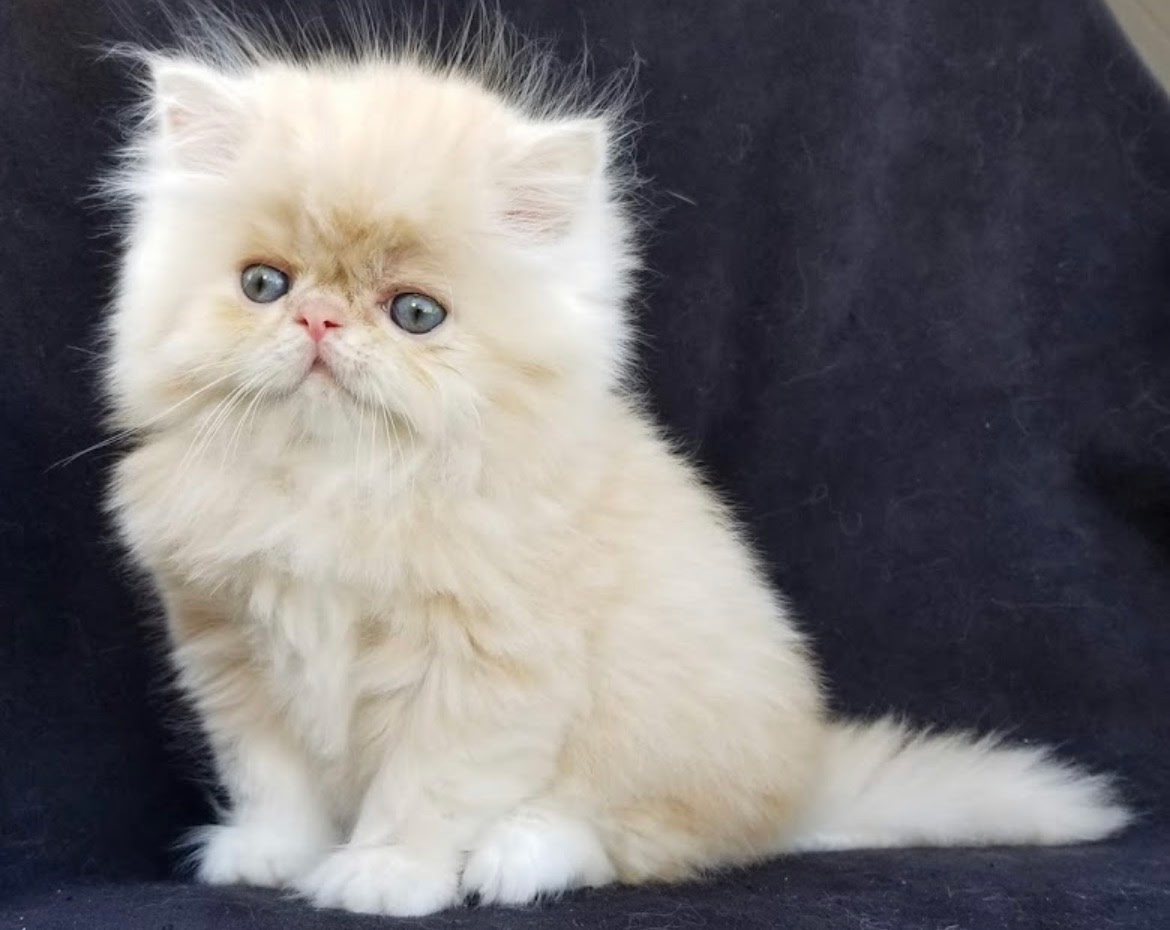 Persian Kitten