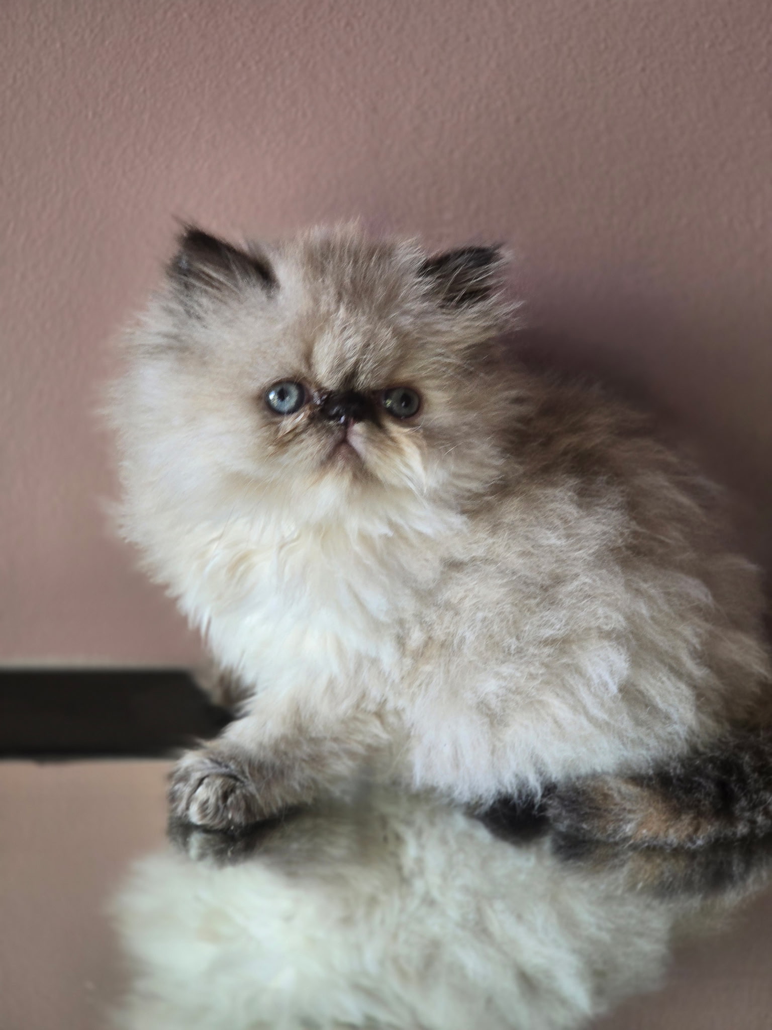 Persian Kitten