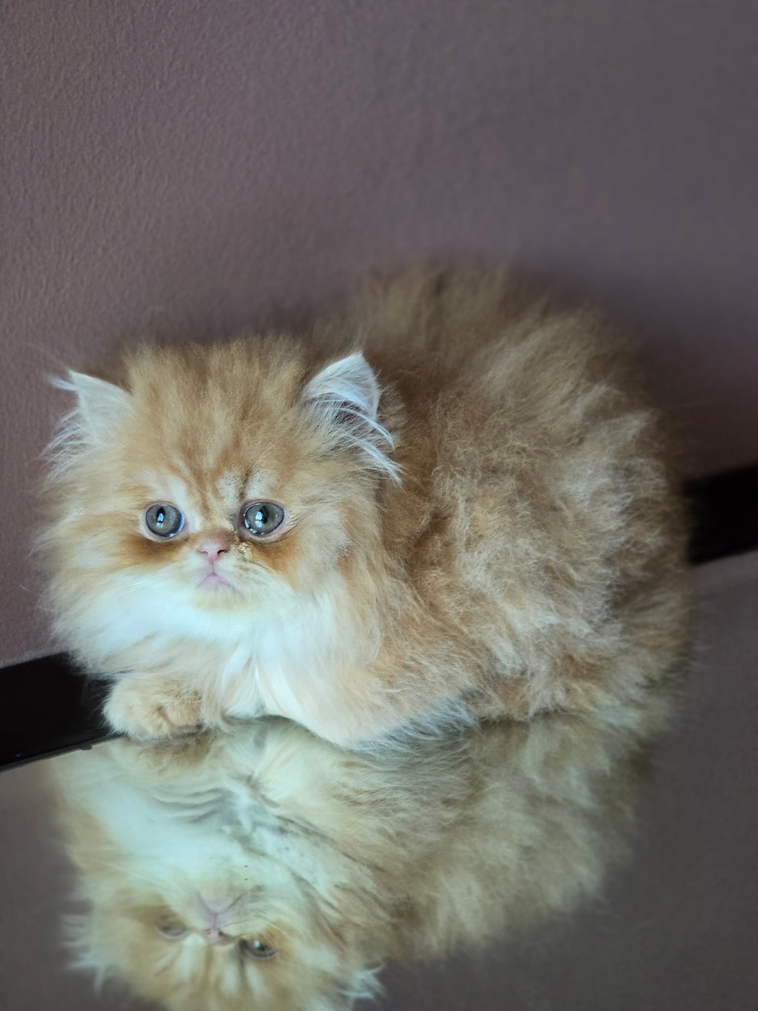 Persian Kitten