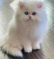 Persian Kitten