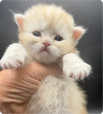 Persian Kitten