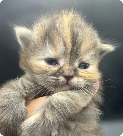 Persian Kitten