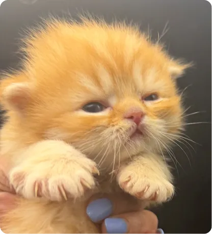 Persian Kitten