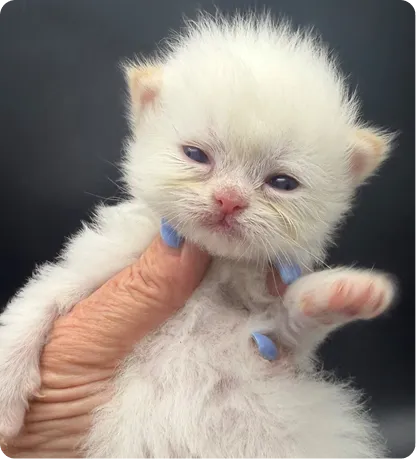 Persian Kitten