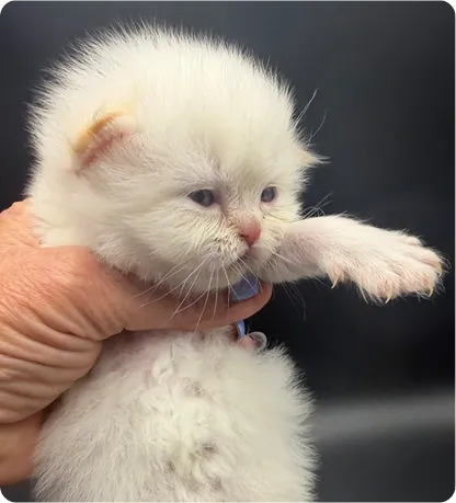 Persian Kitten