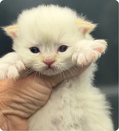Persian Kitten