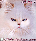 Persian Kittens For Sale by the world’s most <br>Prestigious Persian Kitten Breeders