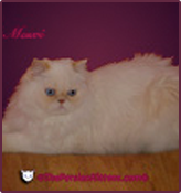 Persian Kitten Health & Interaction at The Persian Kittens®