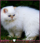 Persian Kitten Health & Interaction at The Persian Kittens®