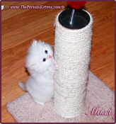 Persian Kittens ® are non destructive