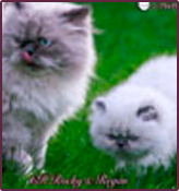 Persian Kittens Socialization