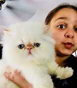 Persian Kittens ® with Children