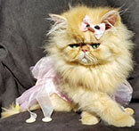 Persian Kittens ® Persian Cat Breeders of Excellence