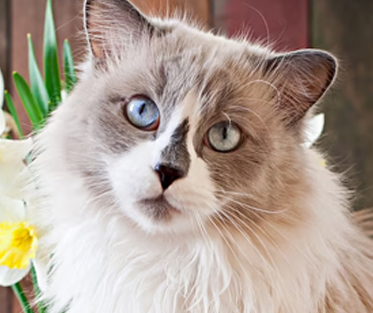 Aspen is AVAILABLE FOR ADOPTION!