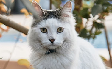 Aspen is AVAILABLE FOR ADOPTION!