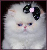 Persian Kittens ~ Designer Persian Kittens Baby Doll Face