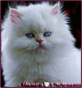 Persian Kittens ~ Designer Persian Kittens Baby Doll Face