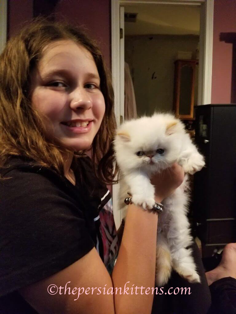 Persian Kittens ® & Travel