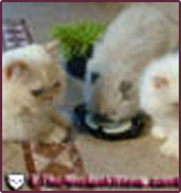 Persian Kittens Healthy Diet & Holistic Approach