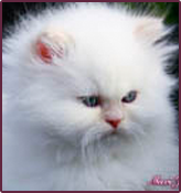 Persian Kittens® Health Guarantee & The Persian Kittens ® Lifetime “Kitten Tech Support”