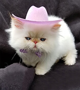 Persian Kittens ~ Designer Persian Kittens Baby Doll Face